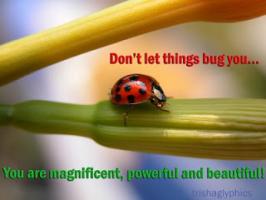 Bug quote #2