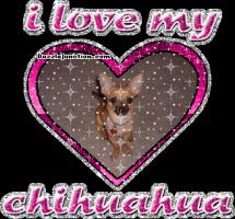 Chihuahua quote #2