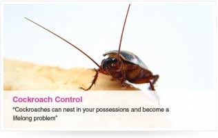 Cockroach quote #1