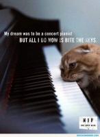 Concert Pianist quote #2