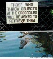 Crocodiles quote #2