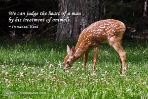Deer quote #1
