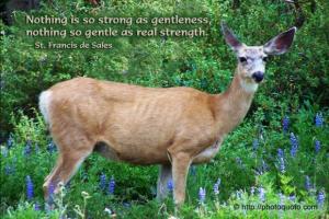 Deer quote #1