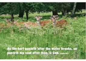 Deer quote #1