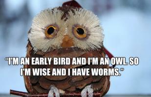 Early Bird quote #2