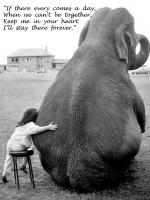 Elephants quote #4