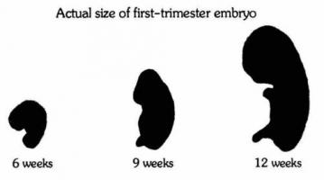 Embryo quote #2