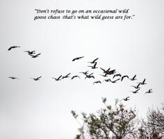 Geese quote #2