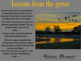 Geese quote #2