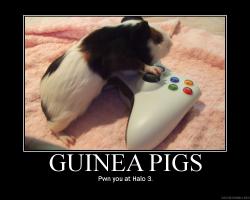 Guinea Pig quote #2