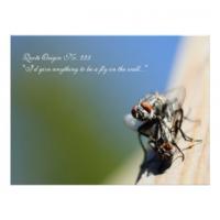 Insect quote #1