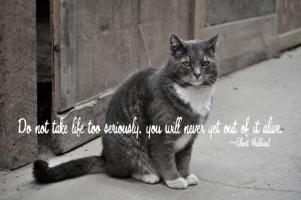 Kitty quote #1