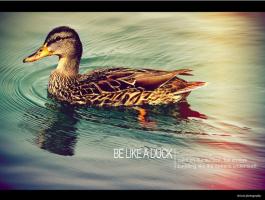 Like A Duck quote #2