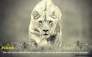 Lions quote #1