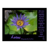 Lotus quote #1