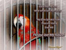 Parrots quote #1