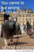 Pigeon quote #2