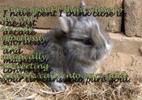 Rabbit quote #1