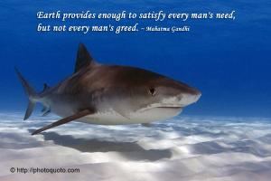 Shark quote #1