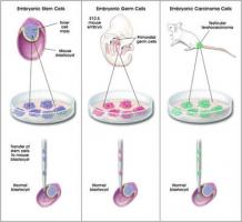 Stem Cells quote #2