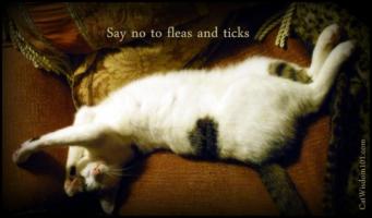 Ticks quote #1