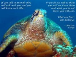 Turtle quote #4