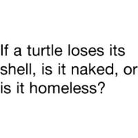 Turtle quote #4